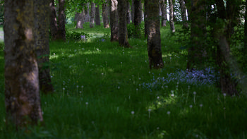 Forest floor bluebells and dandelions This image is a landscape photograph showing a forest floor during the afternoon in spring. The main subject is a carpet of plants, including clusters of bluebells and dandelions, growing beneath tall trees whose trunks form vertical lines in the composition. Shadows and dappled sunlight create patches of light and dark on the lush green grass. The abundance of bluebells and other plants indicates this thriving woodland environment, characteristic of spring. There are no notable architectural or natural landmarks visible in the image; instead, the emphasis is on the harmonious relationship between the flowering bluebells, trees, and other forest plants.